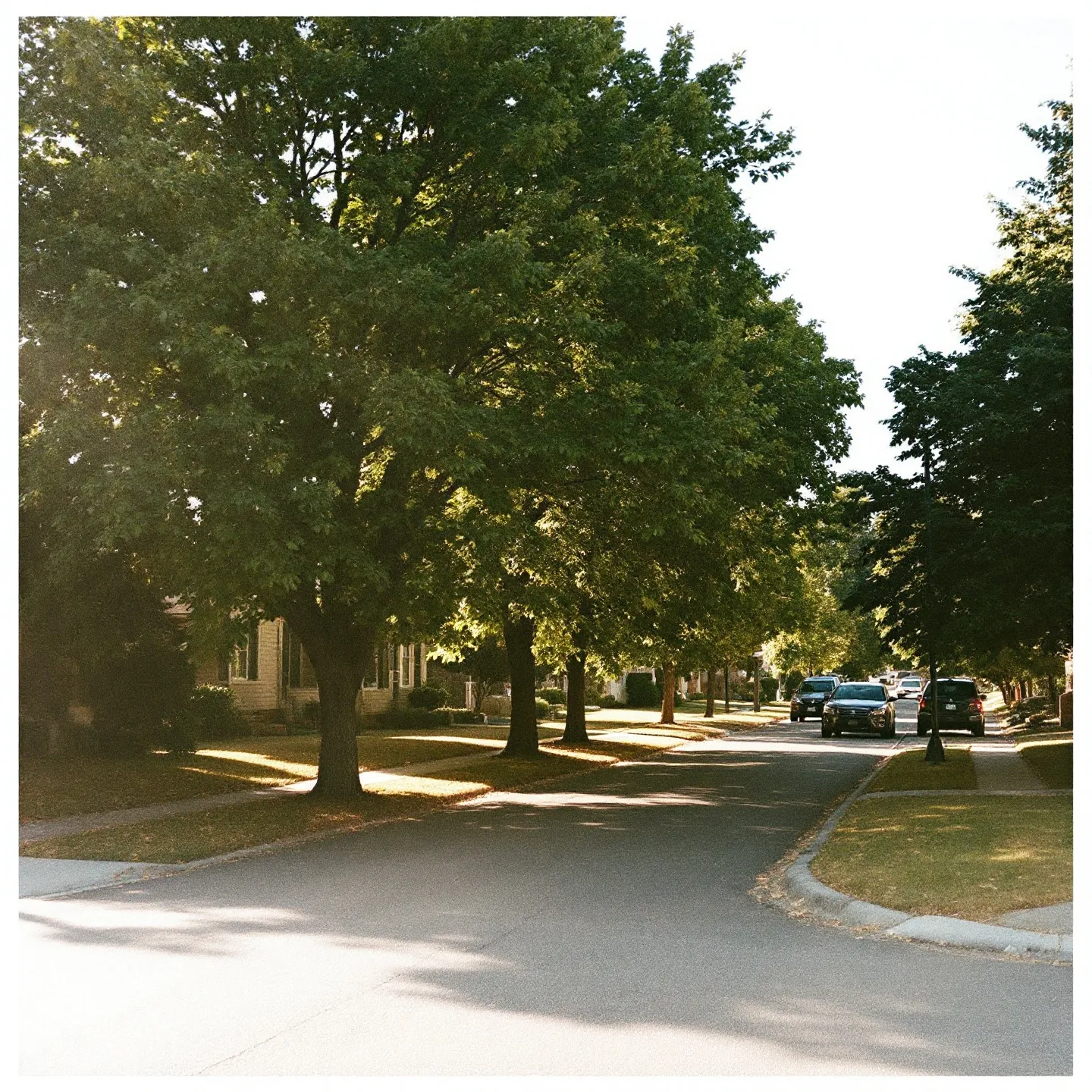 A suburban street in heavy midsummer light, empty of people.
